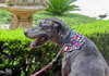 Katy the Great Dane