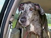Katy the Great Dane