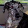 Katy the Great Dane