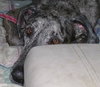 Katy the Great Dane