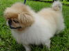 Fai the Pekingnese