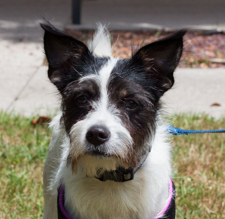 Boston terrier best sale wirehaired mix