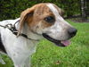 Marcus the Kid-Friendly Beagle