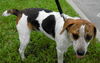 Marcus the Kid-Friendly Beagle