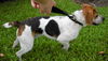 Marcus the Kid-Friendly Beagle