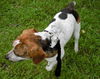 Marcus the Kid-Friendly Beagle