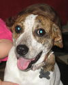 Marcus the Kid-Friendly Beagle