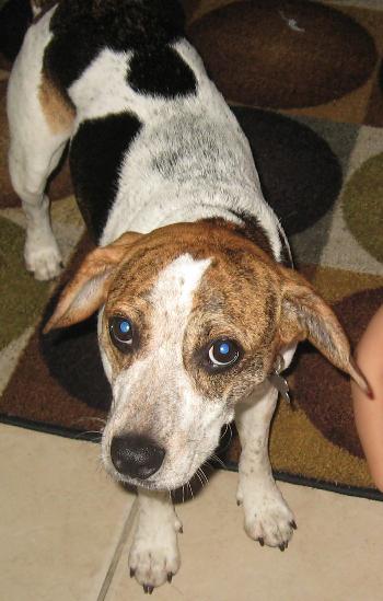 Marcus the Kid-Friendly Beagle