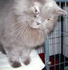 Kia the Persian~DECLAWED
