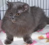 Kia the Persian~DECLAWED