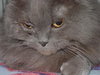 Kia the Persian~DECLAWED