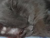 Kia the Persian~DECLAWED