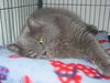 Kia the Persian~DECLAWED