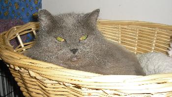 Kia the Persian~DECLAWED