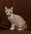 Sherbert the Kitten