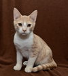 Sherbert the Kitten
