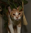 Sherbert the Kitten