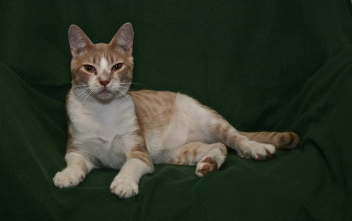 Sherbert the Kitten