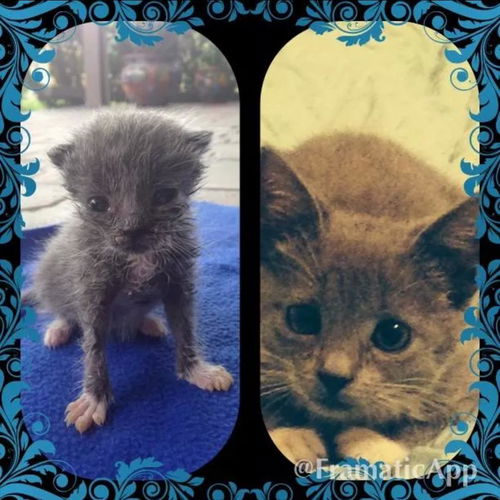 Lena the Kitten