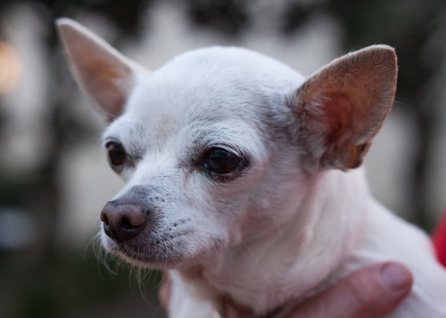 Lucky the Independent Little Chihuahua