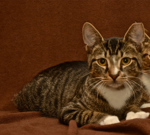 Jasper the Kitten