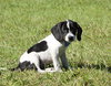 Adaline