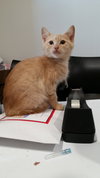 Lindsey the Kitten