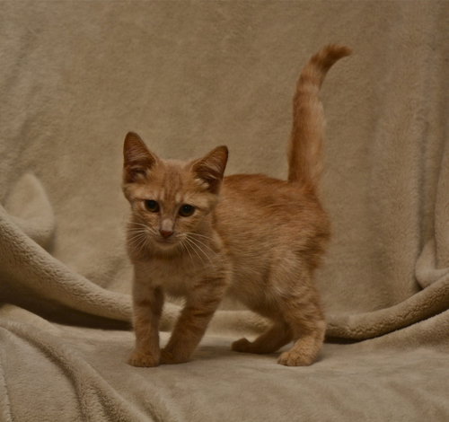 Lindsey the Kitten