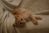 Lindsey the Kitten
