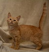 Lindsey the Kitten