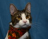 Mary the Kitten