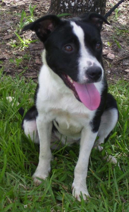 Janus the Border Collie