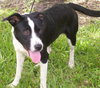 Janus the Border Collie