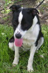 Janus the Border Collie