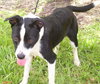 Janus the Border Collie