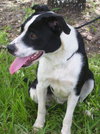 Janus the Border Collie
