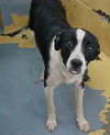 Janus the Border Collie
