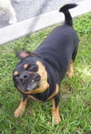 Kindra the Pug