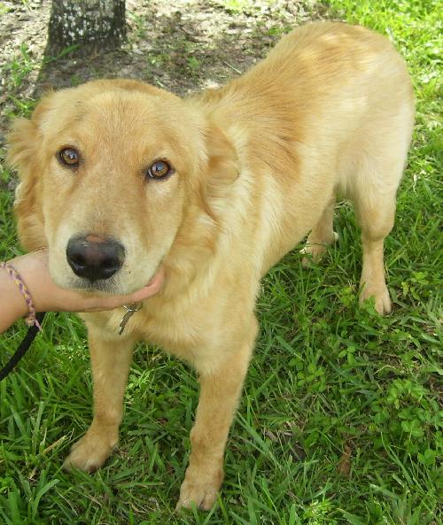 Amelia the Golden Retriver