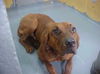 Ketch the Redbone Coonhound