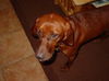 Ketch the Redbone Coonhound