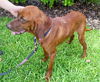 Ketch the Redbone Coonhound