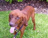 Ketch the Redbone Coonhound