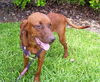 Ketch the Redbone Coonhound