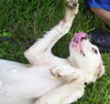Kevin the Spaniel