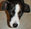 Scout the Mellow Family Dog