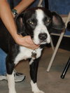 Scout the Mellow Family Dog