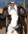 Scout the Mellow Family Dog