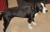 Scout the Mellow Family Dog