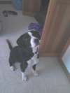Scout the Mellow Family Dog